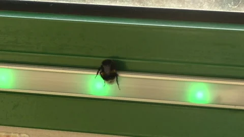 A fluffy bumblebee dances on LED lights Stock Footage 244794181