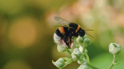 Fluffy bumblebee drinking nectar from a blossom and taking off Video stock 339325732