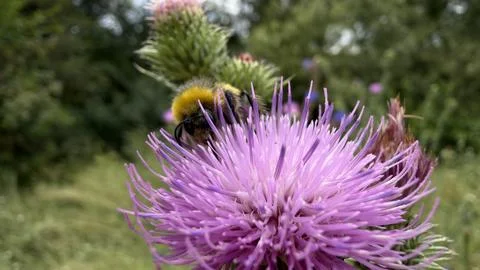 Fluffy bumblebee foraging for nectar on a vivid purple thistle flower, with spik Stock Photos