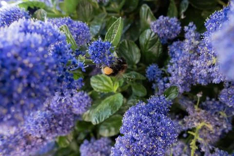 Fluffy bumblebee gathering pollen on bright blue Ceanothus flowers with a f.. Stock Photos