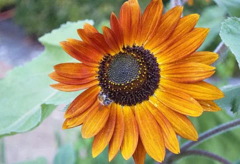 Fluffy bumblebee gathering pollen on a large sunflower with orange petals Stock Photos