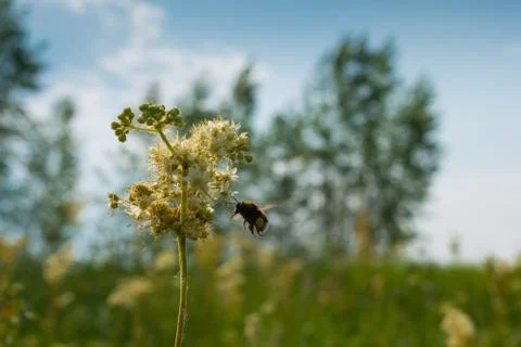A fluffy bumblebee pollinates a flower Stock Photos