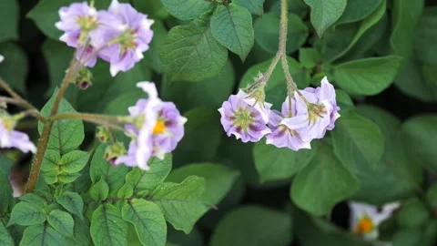 Fluffy bumblebee pollinates flowering potatoes, purple potato flowers, top view Stock Footage 245637645