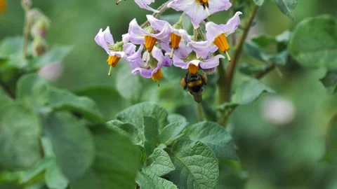 Fluffy bumblebee pollinates purple potato flowers, flowering potato, slow motion Stock Footage 245841531