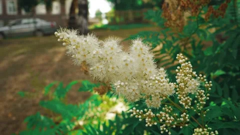 Fluffy bumblebee pollinating white sweet-smelling meadowsweet flowers, slow-mo Stock Footage 205040360