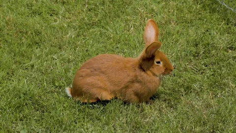 Fluffy bunnies on the grass Stockbeeldmateriaal 118976867