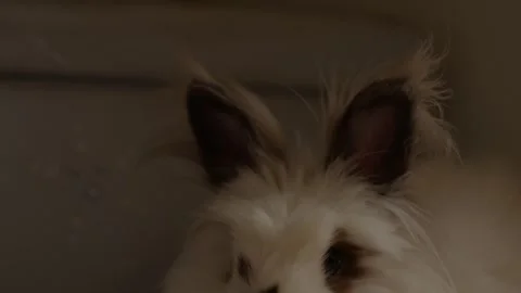 Fluffy bunny with dark markings sits calmly Stock Footage 342189234