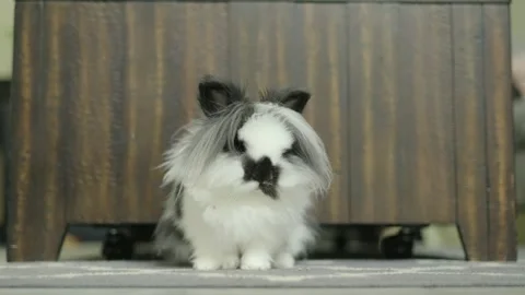 Fluffy Bunny in a Home Setting Stock Footage 312717183
