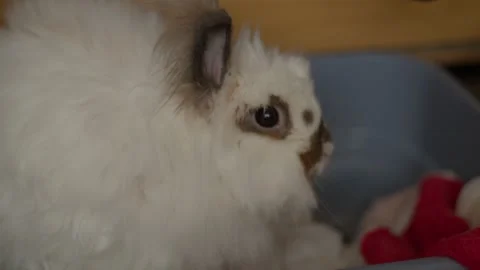 Fluffy bunny nibbles inside a blue container Stock Footage 342189791