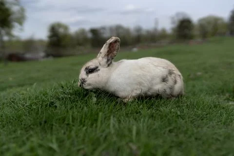 Fluffy bunny 写真素材