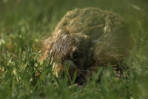 Fluffy bunny Foto stock