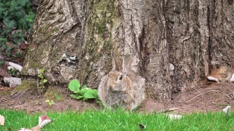 Fluffy bunny rabbit runs away England August 2017 库存影片 83793953