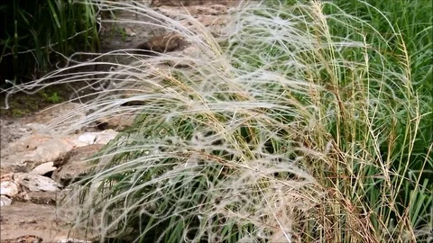 A fluffy bush of the stipa, feather grass, needle grass or spear grass swayin Stock Footage 77861455