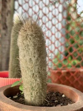 Fluffy cactus extends from terra cotta pot over red wire fence outdoors Фото