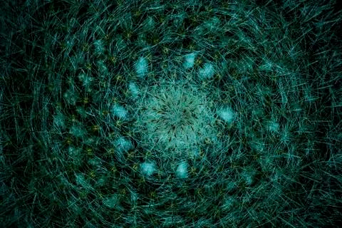 Fluffy cactus with needles Stock Photos