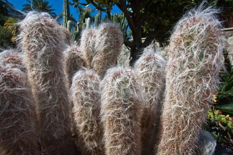 Fluffy cactus Stock-Fotos