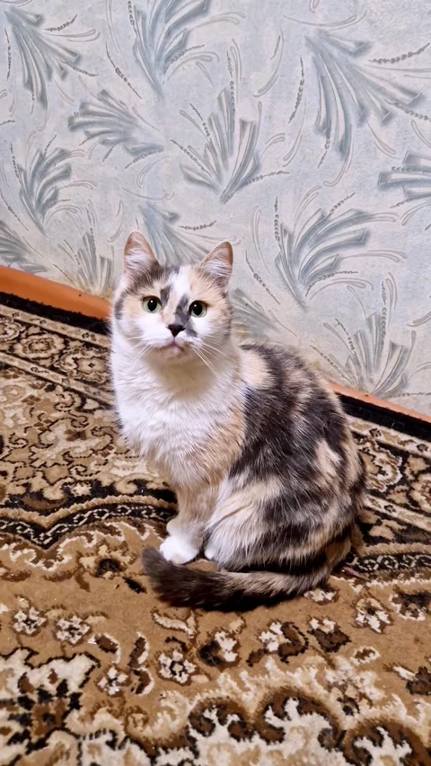 Fluffy Calico Cat Sitting on Patterned Carpet Indoor Stock Footage 323435141