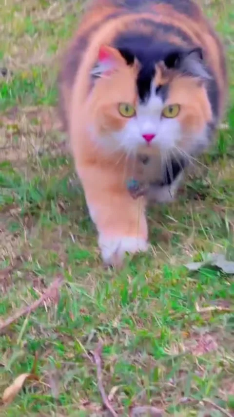 Fluffy calico cat walking forward on green grass Stock Footage 340850936