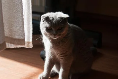 Fluffy cat in the backlight Stock Photos