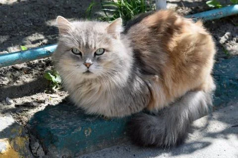 Fluffy cat basking in the sun Stockfoto's
