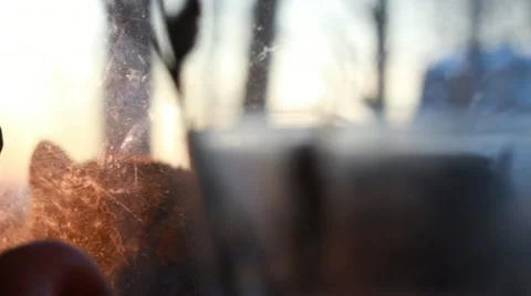 Fluffy cat behind the curtain Stock Footage 10901201