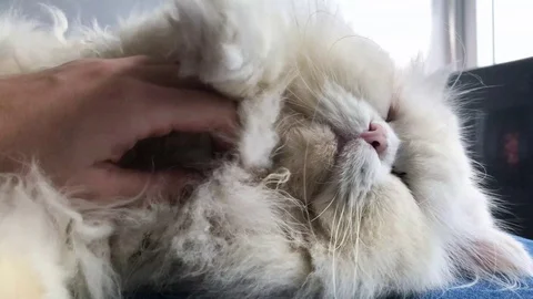 Fluffy Cat Being Pet Stock Footage 98461978