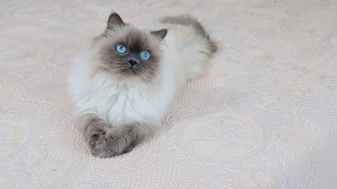 Fluffy cat with blue eyes lying on the bed and looks around. Stock Footage 106951102