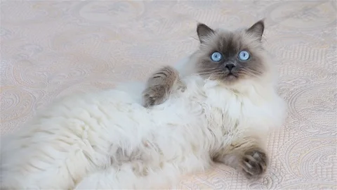 Fluffy cat with blue eyes opens and closes his mouth. Slow-motion. Stock Footage 106602231