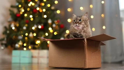 Fluffy cat in a cardboard box. New Year's tree with twinkling lights garland Stock Footage 294739291