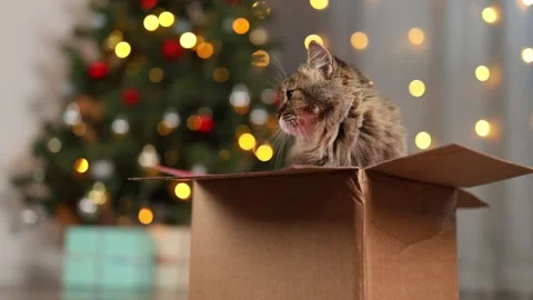 Fluffy cat in a cardboard box. New Year's tree with twinkling lights garland Stock Footage 294739680