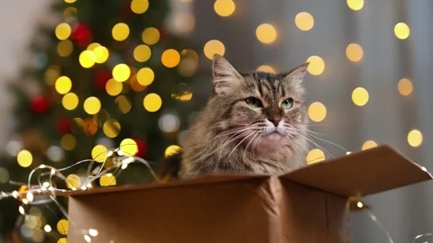 Fluffy cat in a cardboard box. New Year's tree with twinkling lights garland Stock Footage 294739922