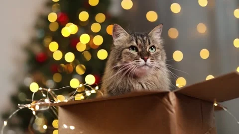 Fluffy cat in a cardboard box. New Year's tree with twinkling lights garland Stock Footage 294740040