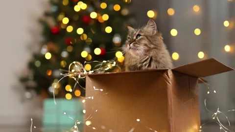 Fluffy cat in a cardboard box. New Year's tree with twinkling lights garland Stock Footage 294740179