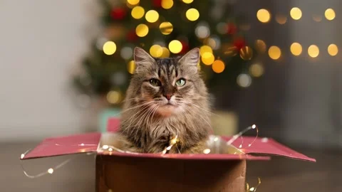 Fluffy cat in a cardboard box. New Year's tree with twinkling lights garland Stock Footage 294740728