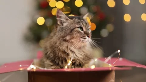 Fluffy cat in a cardboard box. New Year's tree with twinkling lights garland Stock Footage 294740807