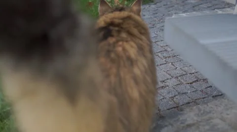 Fluffy cat circled by cam while walking Stock Footage 49051918