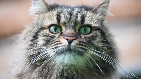 Fluffy cat closeup face playful Vídeo Stock 283544758