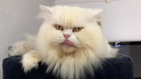 Fluffy Cat Closeup Stock Footage 98153542