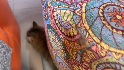 A fluffy cat crawled under the pouffe in the room Stock Footage 305527471