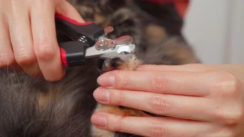 Fluffy cat cut claws on the back paw, close-up Stock Footage 153772671