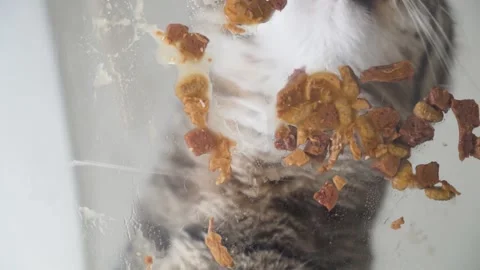 Fluffy Cat Devouring Wet Food Close-Up Stock Footage 317678987