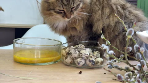Fluffy cat drinking from a bowl of eggs, the process of creating an Easter wreat Stock Footage 304946258