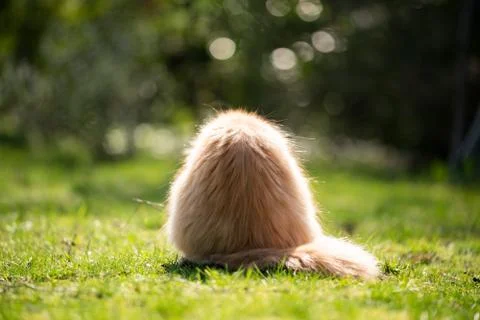 Fluffy cat easter egg Stock Photos
