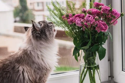 Fluffy cat eats flowers. Foto stock