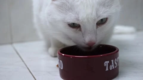 Fluffy Cat Enjoying a Snack: Cute and Adorable Close-Up Stock Footage 245996275