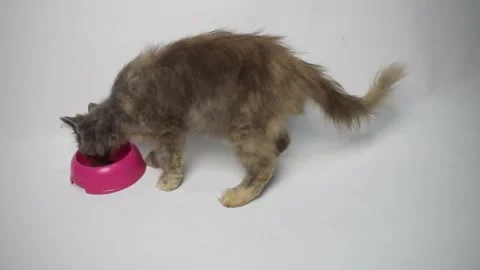 A fluffy cat enjoys a meal from a bright pink bowl on a plain white background. Stock Footage 313852848
