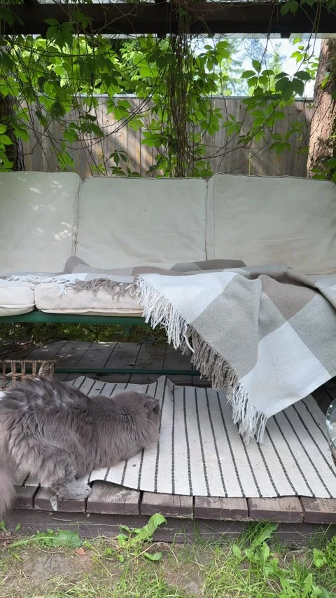 Fluffy Cat Exploring Cozy Garden Swing Under Green Pergola Stock Footage 336976402