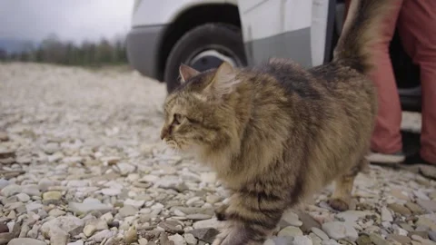 Fluffy Cat Exploring Pebbled Ground Beside Camper Van Stock Footage 310229576