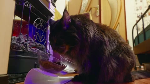 Fluffy cat exploring purple neon decorative box on wooden floor, indoor home 스톡 동영상 348051241