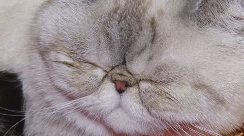 Fluffy cat face close up Stock Footage 30587983